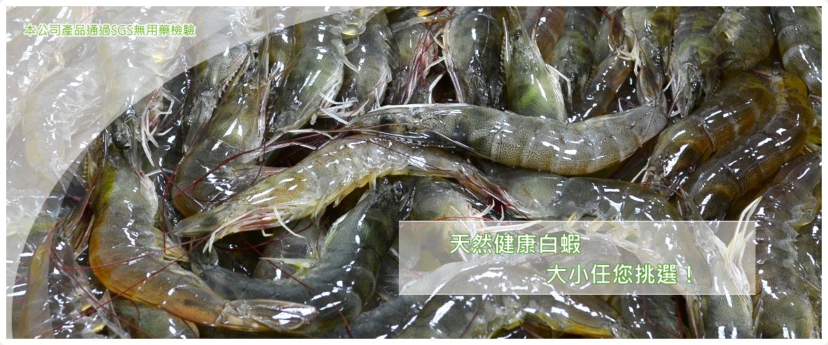 洪氏鮮蝦,無毒養殖白蝦,無毒養殖虱目魚