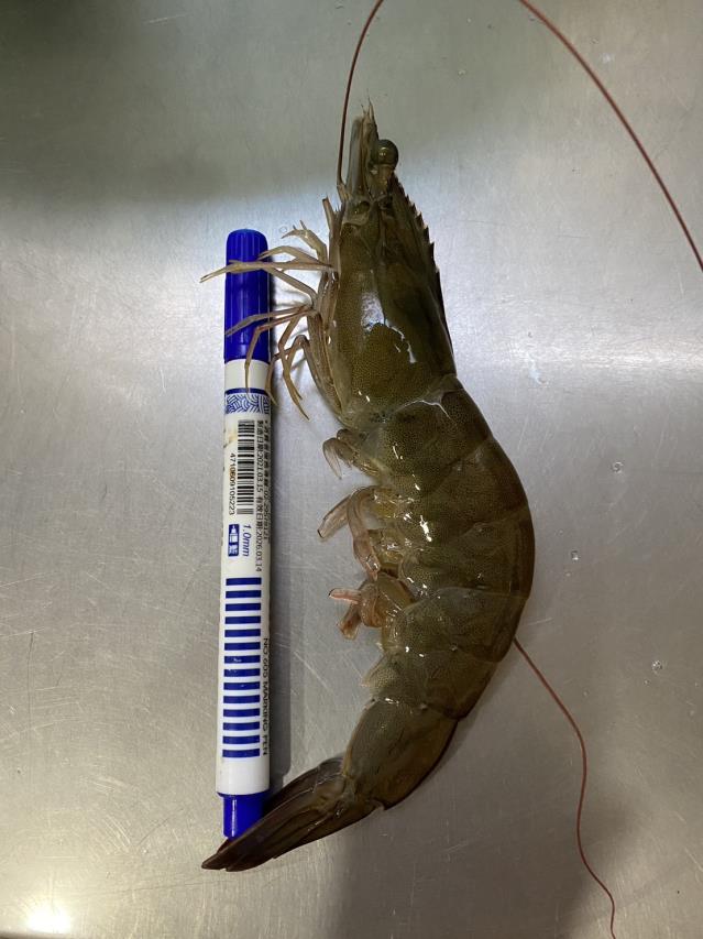 泓泉生技食品,3L超大生白蝦上架囉~