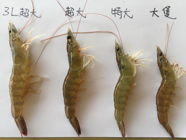 洪氏鮮蝦,特大隻生白蝦
